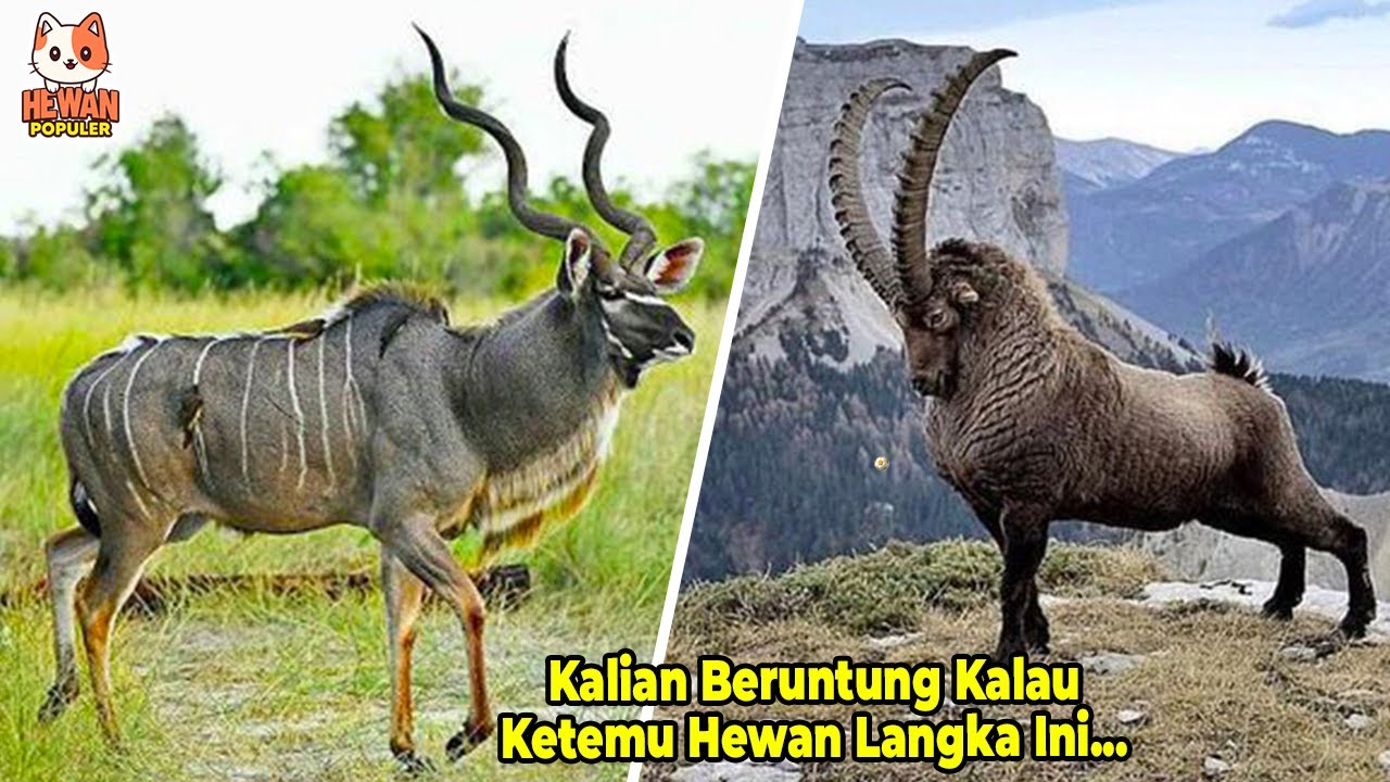 Ada dari Indonesia!? Inilah 10 Hewan Langka ini Terancam Punah Di Dunia ...