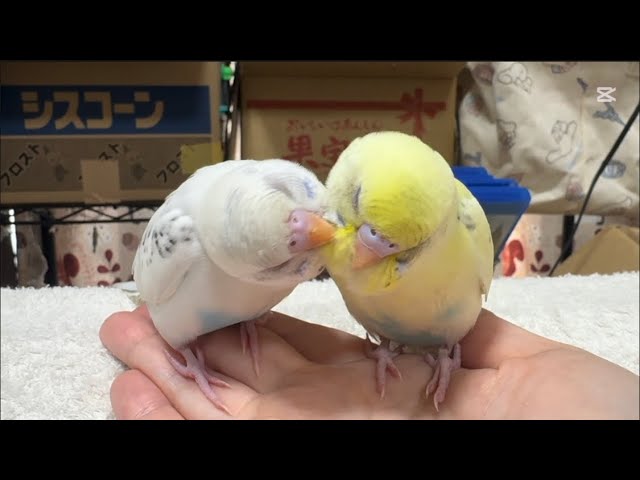 強い母と強い娘/セキセイインコの幼鳥/生後87日目 - YouTube