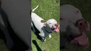 BCSO: Bondable Pup Garth