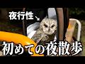 夜行性のフクロウを初めて夜散歩に連れていってみた結果…