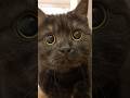 黒猫きゅるるんジャンプ…