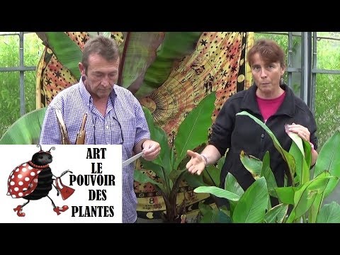 Vidéo: Plantes à feuilles de bananier Ficus - Conseils sur la culture du ficus à feuilles de bananier