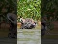 Deadliest Jungle Predator in Action 🐆 | Wildlife Attack Shorts #AnimalAttack #Nature #Shorts