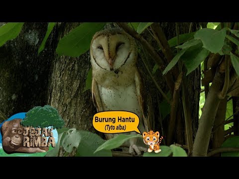 Video: Bagaimana Seekor Burung Hantu Tidur Lebih Awal