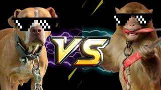Wwe Funny And Comedy Dog Vs Monkey Fighting Video.kon Jeetega Match.who Is This Best Fighter..
