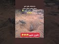 متسلطه عليه اهو يحفر وهي تدفن حتي بالطيور منكده عليه
