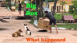 [Best New Prank] - Super Huge Box vs Sleeping Dogs - Super Funny