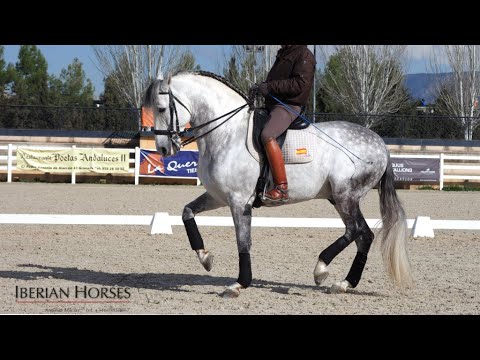 ANDALUSIAN HORSE WITH PASSAGE AND PIAFFE