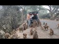 Days 160 Monkey 🐒 Kaka ki funny Moments ll Cauliflower ll 