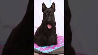 I love Scottish terriers! Grooming this dog has been the best!