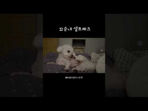 냄새 췤 ! 🐾 #꼬순내 #shorts