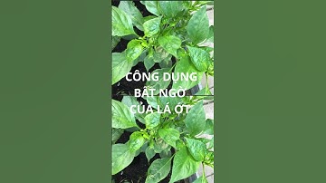 CÔNG DỤNG BẤT NGỜ CỦA LÁ ỚT #chamsocsuckhoechudong #nhanhieutruongton