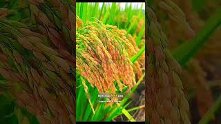 This One Person Made 1 Billion People  A Littleknown True Story