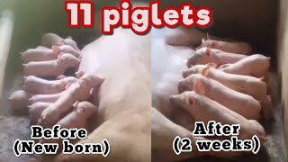 11 PIGLETS BREASTFEEDING #farminglife #shortsviral by Myline D. Channel 113 views 3 weeks ago 2 minutes, 27 seconds