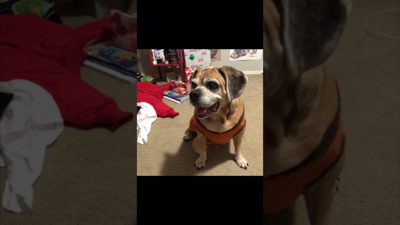 Jack the Puggle (Vine Compilation)