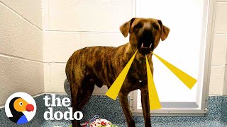 Woman Pulls 'Aggressive' Dog From The Shelter Minutes Before It's Too Late | The Dodo Foster Diaries
