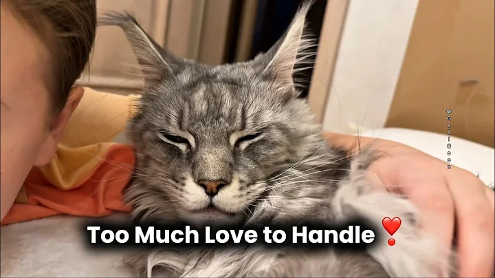 Video 10582141: maine coon love, cat purring, cuddling purring, purring loudly