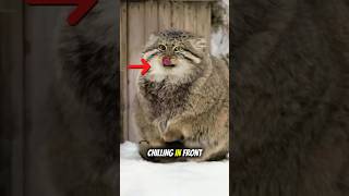 “Rare Wild Cat Facts: Why the Cat Is So Unique!” #shorts #cat #funfacts