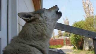 CS Wolfdog Howling