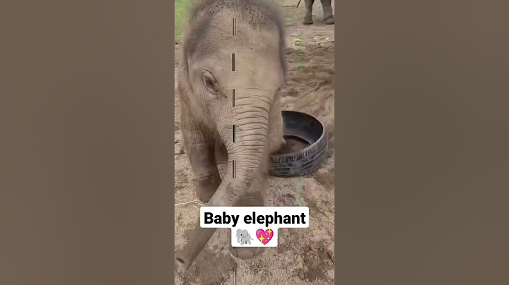 Cute baby elephant playing 🐘 elephant baby 💖 #elephant #baby #shorts #youtubeshorts #dailypetstube