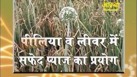 पीलिया व लीवर रोगो में सफ़ेद प्याज़ का प्रयोग |आचार्य बालकृष्ण