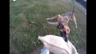 354th Security Forces Squadron: K-9 "Leads the Way"