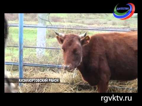 В Дагестане впервые зарегистрировано опасное заболевание крупно-рогатого скота - нодулярный дерматит