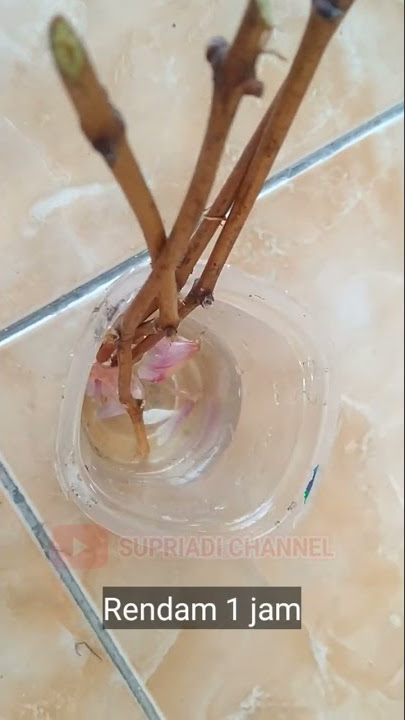 Cara Stek Anggur di Jamin Berhasil