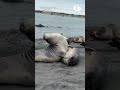Seal pups make hilarious sounds as they wrestle on the beach