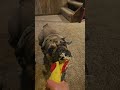 EVERYDAY!! #dogs #tuglife #bulldog #frenchbulldog #bullybreed #dogshorts  #doglife #funny #pets