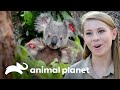 Irwins ficam encantados com a fofura dos coalas | A Família Irwin | Animal Planet Brasil