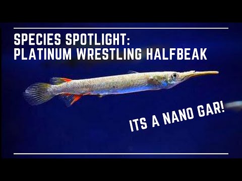Video: Hatchetfish wa majini wanakula nini?