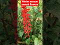 winter season annual flowers, #garden #reels #popular #shorts