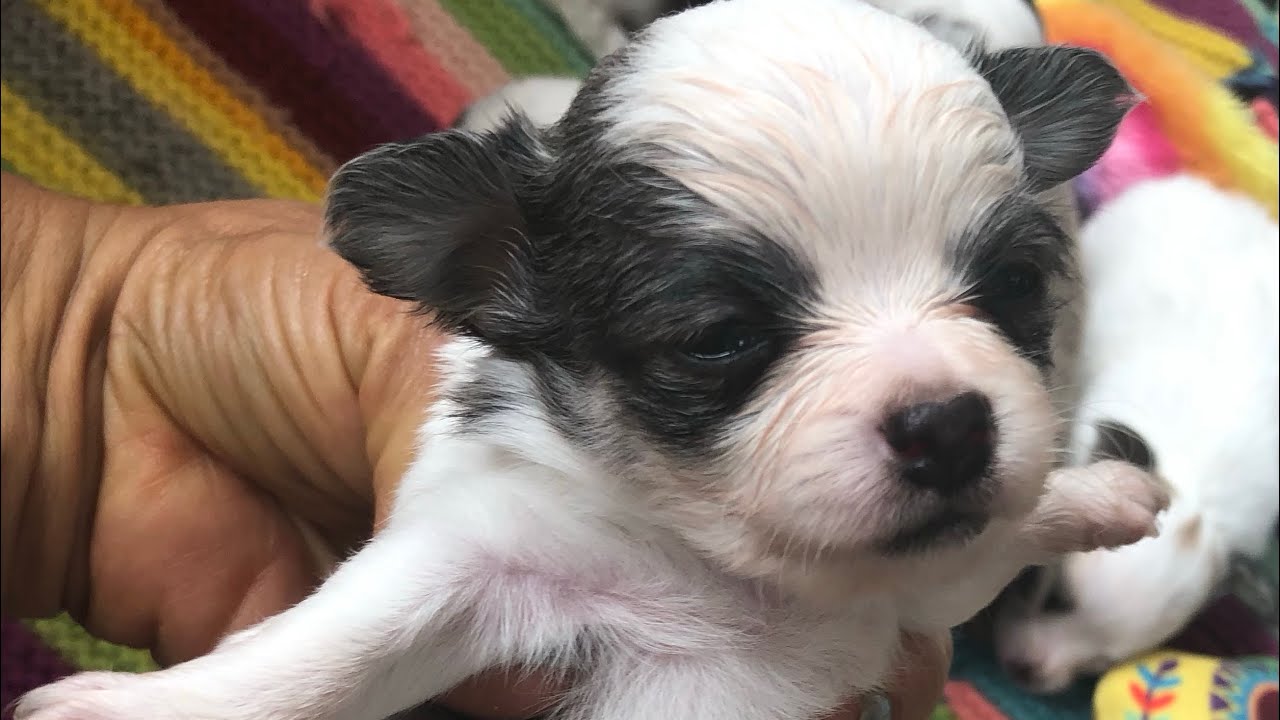 4-week-old-chihuahua-puppies-youtube