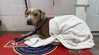 Maui wildfires leave pets injured, lost and dead