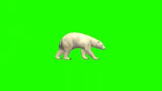 Polar Bear Green Screen Video No Copyright Use Free