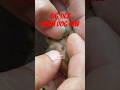 Remove Big Tick From Dog Paw😰 #dog #animals #pets