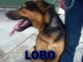 No compres adopta a lobo