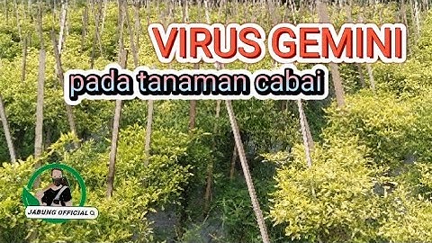 virus gemini  pada tanaman cabe sangat meresahkan petani