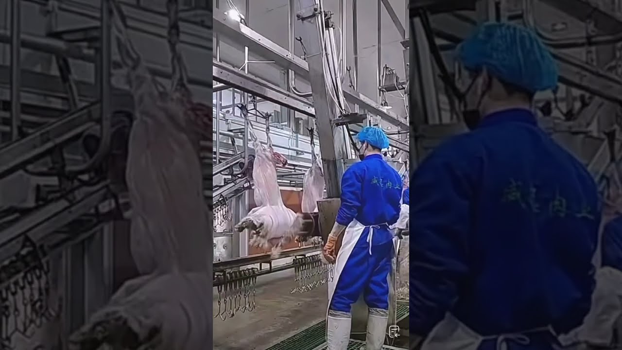 Factory Workers Are Using Machines To Take Off The Sheepskin A Little Scary Shorts