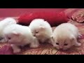 Persian kittens 15 days open eyes