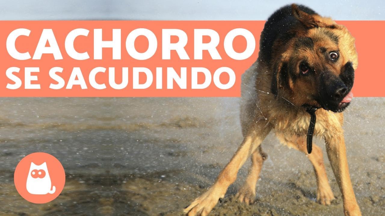 Meu cachorro esta sacudindo muito a cabeça Clearance