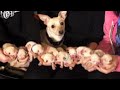 Chihuahua Breaks World Record by Having 11 Puppies