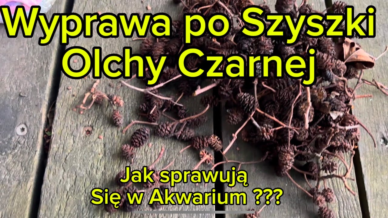 Czy Szyszki Olchy Czarnej dadzą radę w akwarium ???