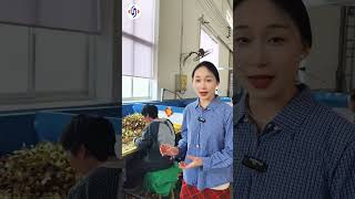 Hose Clamp Packing Process For Export Shipment #shorts #clamp #packing #factory #export