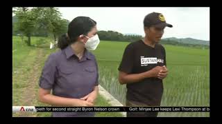Jajar Legowo Rice Planting System.   Leave an Empty Row for Every 2 to 4 rows aka Jawo or Jawro.