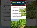 క్రేజీ టాప్ వ్యాధి అంటే ఏమిటి ? | T-SAT