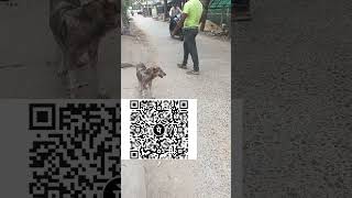 #hungry #i love dog💯 #feeding 🥺them #humanity💔 #fypシhappiness