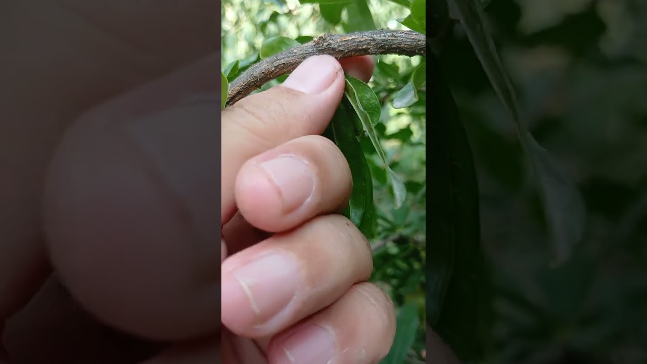 Анорни  ёзги кесиш 1-видео, 27.07.2025