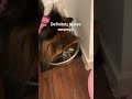Arya the German Shepard tries Sardines on her Bday